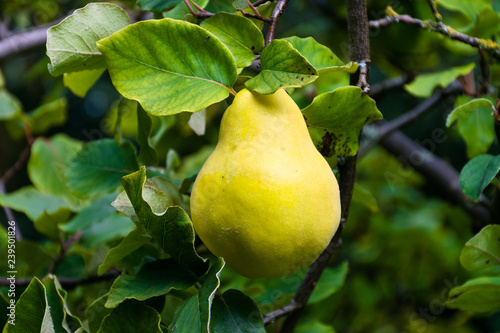 Ripe Quince (Cydonia oblonga) fruit growing on a tree branch during late Summer in the UK