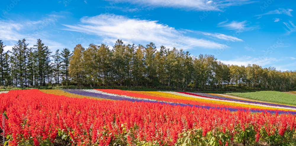 北海道 美瑛町 四季彩の丘 展望花畑 Stock 写真 Adobe Stock