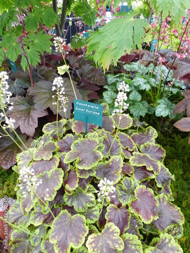 coral bells plant