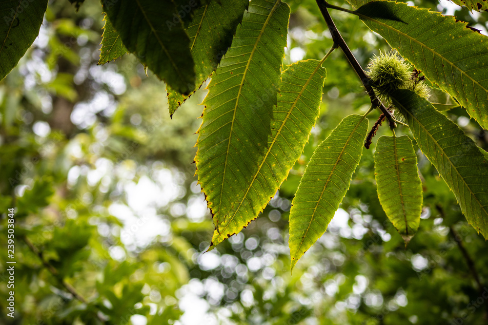 tree leaves tree leaves