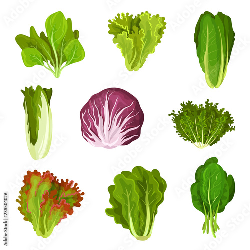 Collection of fresh salad leaves, radicchio, lettuce, romaine, kale, collard, sorrel, spinach, mizuna, healthy organic vegetarian food vector Illustration