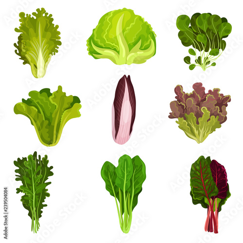 Collection of fresh salad leaves, radicchio, lettuce, spinach, arugula, rucola, mache, watercress, iceberg, collard, healthy organic vegetarian food vector Illustration