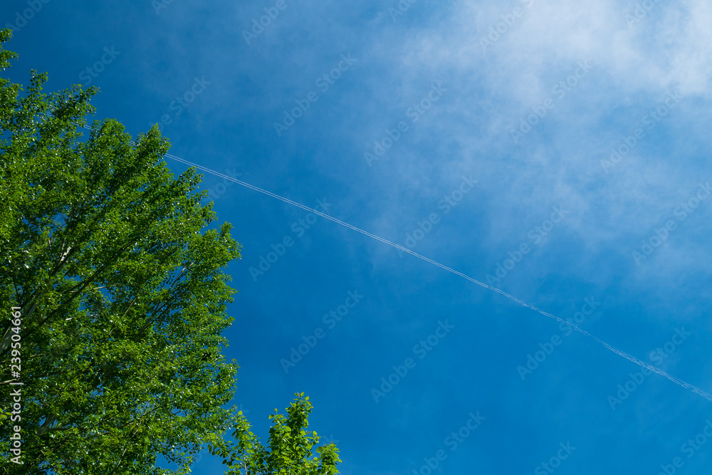 Obraz premium tree in the sky