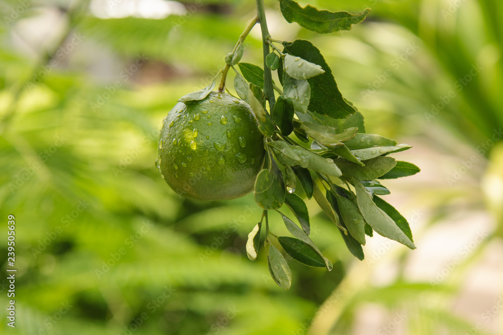 raw green lime on the tree in the garden raw green lime on the tree in the garden