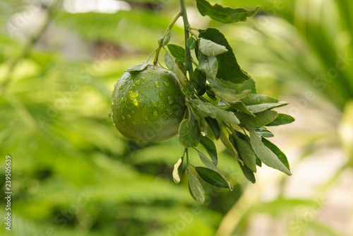 raw green lime on the tree in the garden