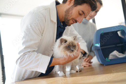 Handsome vet looking at beautiful cat in clinic with owner © goodluz