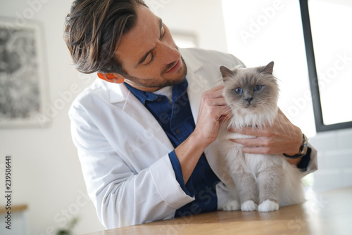 Handsome vet looking at beautiful cat in vetinarian clinic