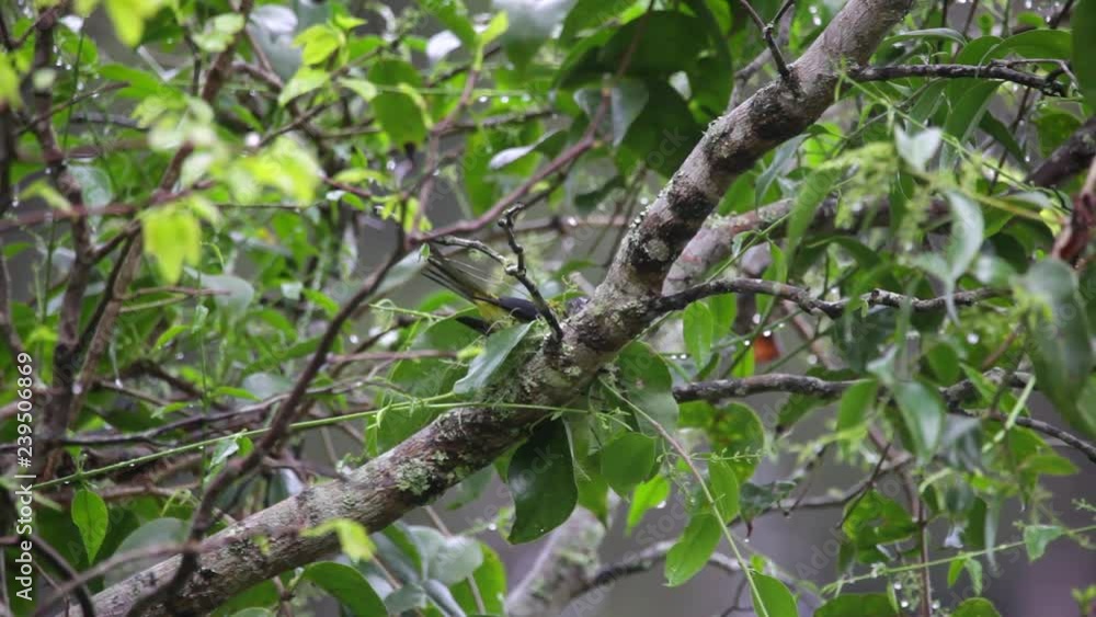 Swallow-tailed Cotinga perched on a branch scene. The bird is in the nest and looks around. Another bird lays on the branch carrying a branch in its beak. Video recorded in Southeast of Brazil. Atlant Swallow-tailed Cotinga perched on a branch scene. The bird is in the nest and looks around. Another bird lays on the branch carrying a branch in its beak. Video recorded in Southeast of Brazil. Atlant