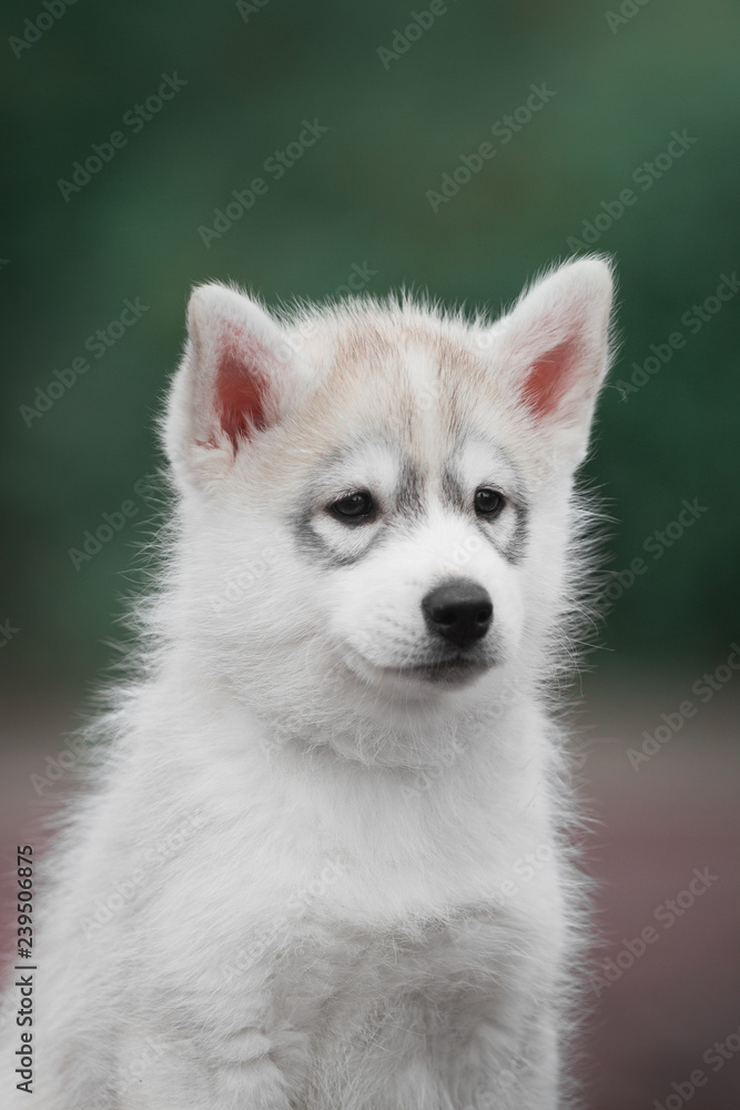 Puppy Siberian husky portret Puppy Siberian husky portret