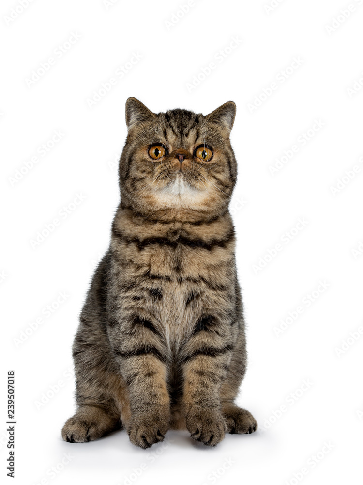 Fototapeta premium Adorable black tabby Exotic Shorthair cat kitten, sitting facing frontt ready to jump. Looking up with big round orange eyes. Isolated on a white background. 
