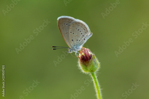 The butterfly on flower and green nature, Beautiful Butterflies in the Garden.