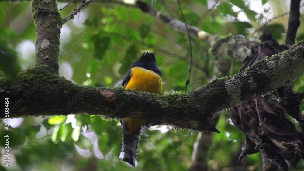 Black-throated Trogon perched on a branch scene. The bird moves Its head and looks around. Video recorded in Southeast of Brazil. Atlantic Forest Biome. Black-throated Trogon perched on a branch scene. The bird moves Its head and looks around. Video recorded in Southeast of Brazil. Atlantic Forest Biome.
