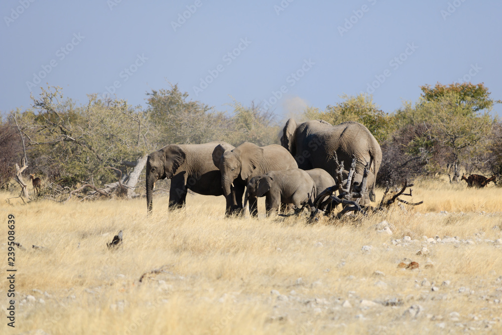Obraz premium Elephants in Namibia, Etosha National Park