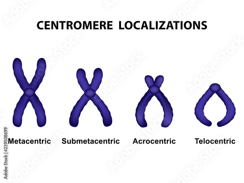 Illustration of Type of chromosome according position of centromere