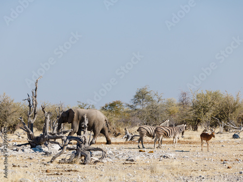 Wild animals in a puddle (waterhole) of the Etosha National Park in Namibia