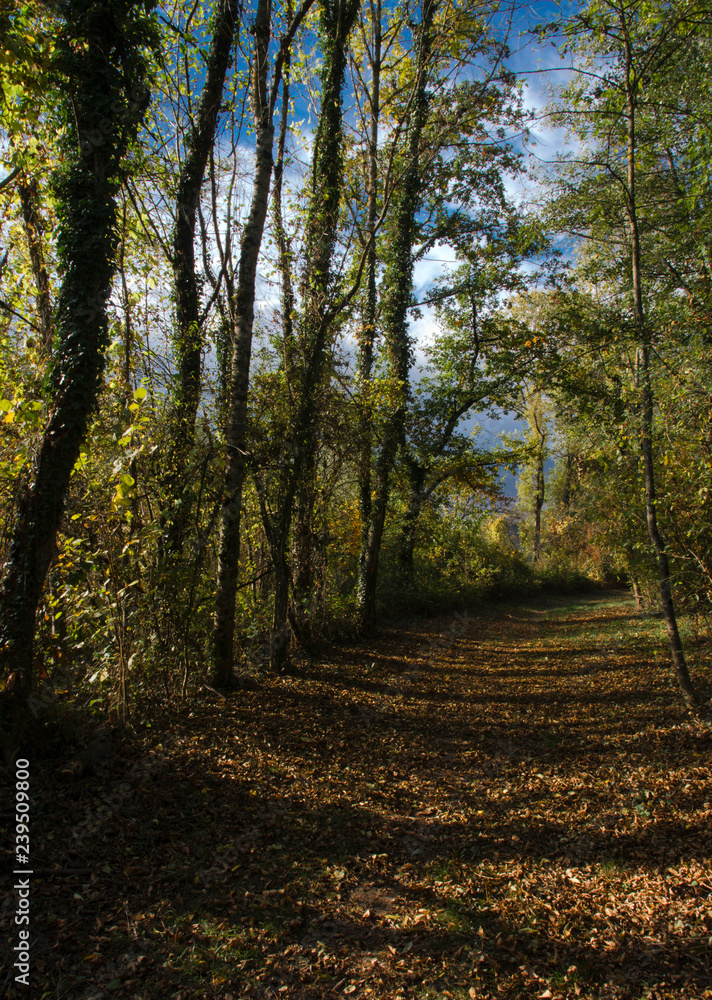Obraz premium Chemin forestier à Divonne-les-Bains, Ain, France