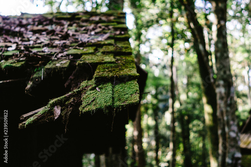 Green Moss on the roof of Abondon house in forest photo