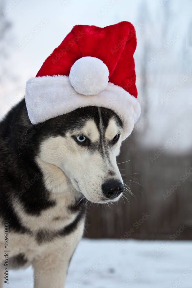.Dog breed Siberian Husky breed in red Santa Claus hat .Dog breed Siberian Husky breed in red Santa Claus hat