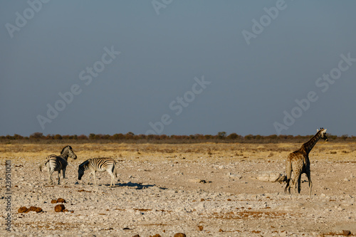 Wild animals in a puddle (waterhole) of the Etosha National Park in Namibia