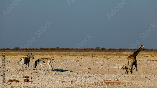 Wild animals in a puddle (waterhole) of the Etosha National Park in Namibia