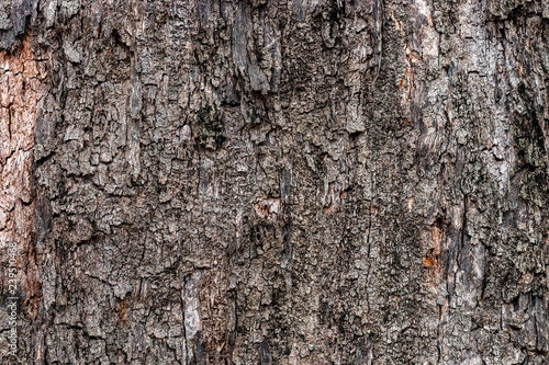 bark of a tree