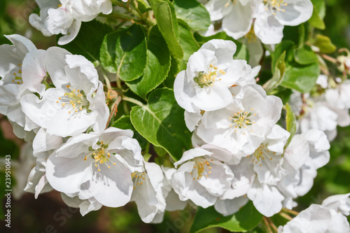 Closeup of flowering apple tree in spring.