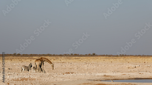 Wild animals in a waterhole of the Etosha National Park in Namibia