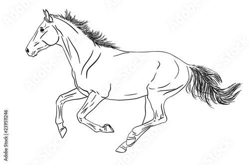 Vector illustration of a horse running gallop isolated on white background 