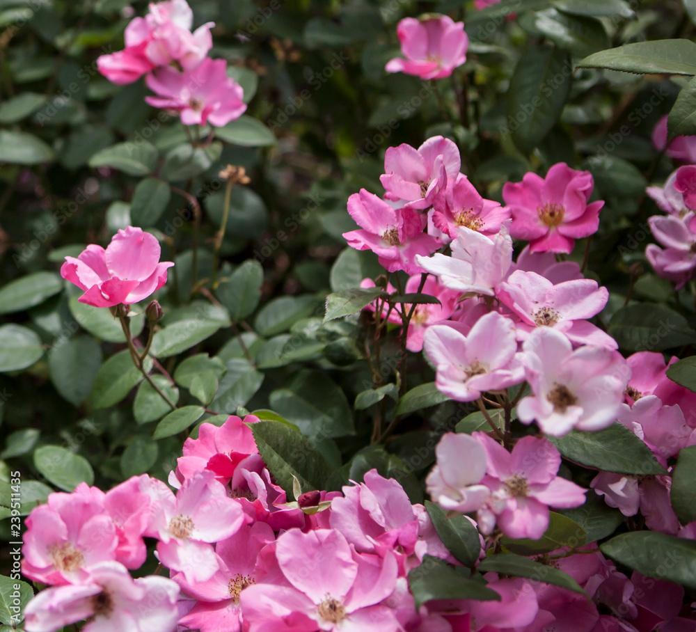 flowers flowers