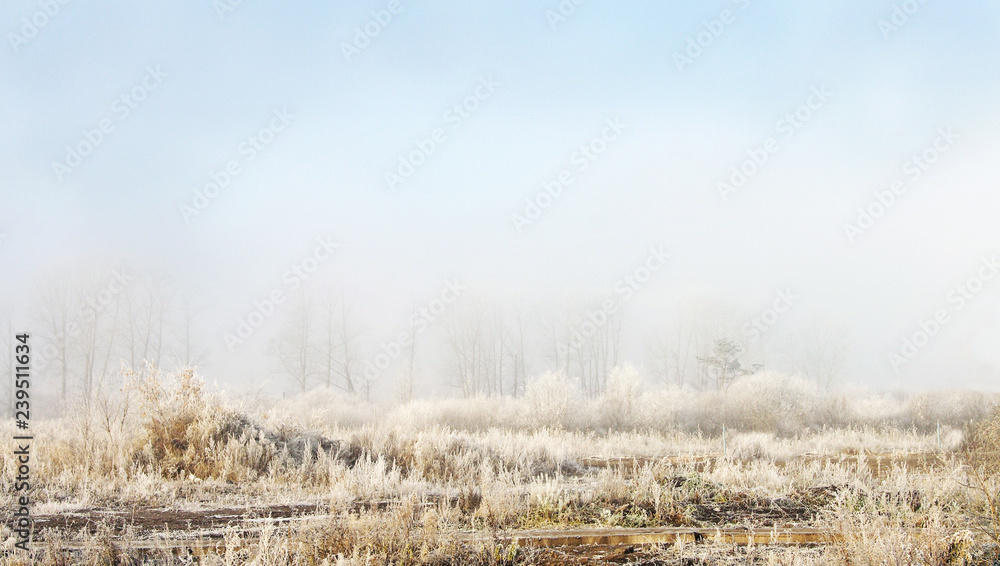 winter landscape fog in the morning and frost on trees and bushes. grass in white frost. a little blue sky winter landscape fog in the morning and frost on trees and bushes. grass in white frost. a little blue sky