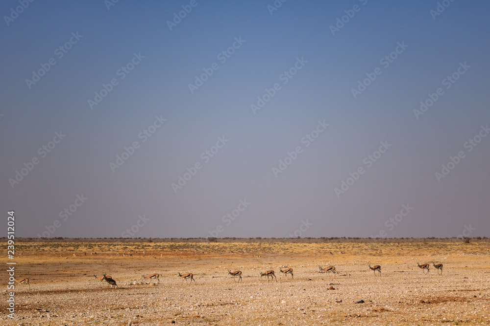 Springbok in single file in the Etosha plain