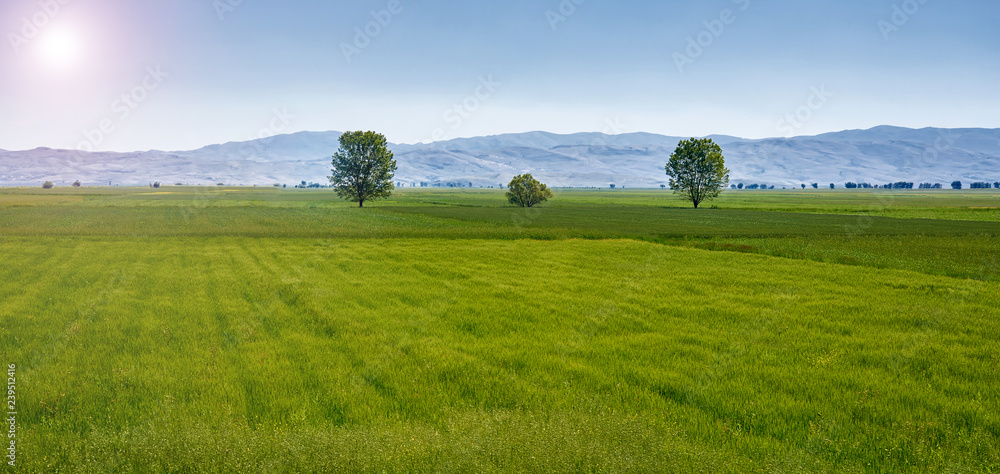Bright, blue sunny sky with green grass field landscape background / backdrop