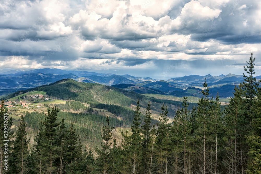 Fototapeta premium forest in the valley