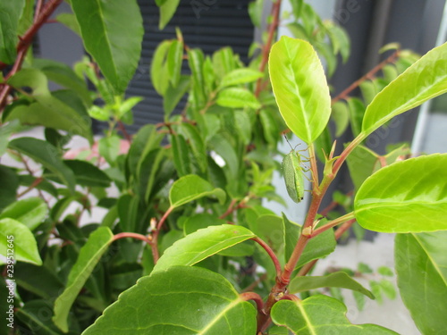 Wallpaper Mural fotografias de insectos varios naturaleza  Torontodigital.ca