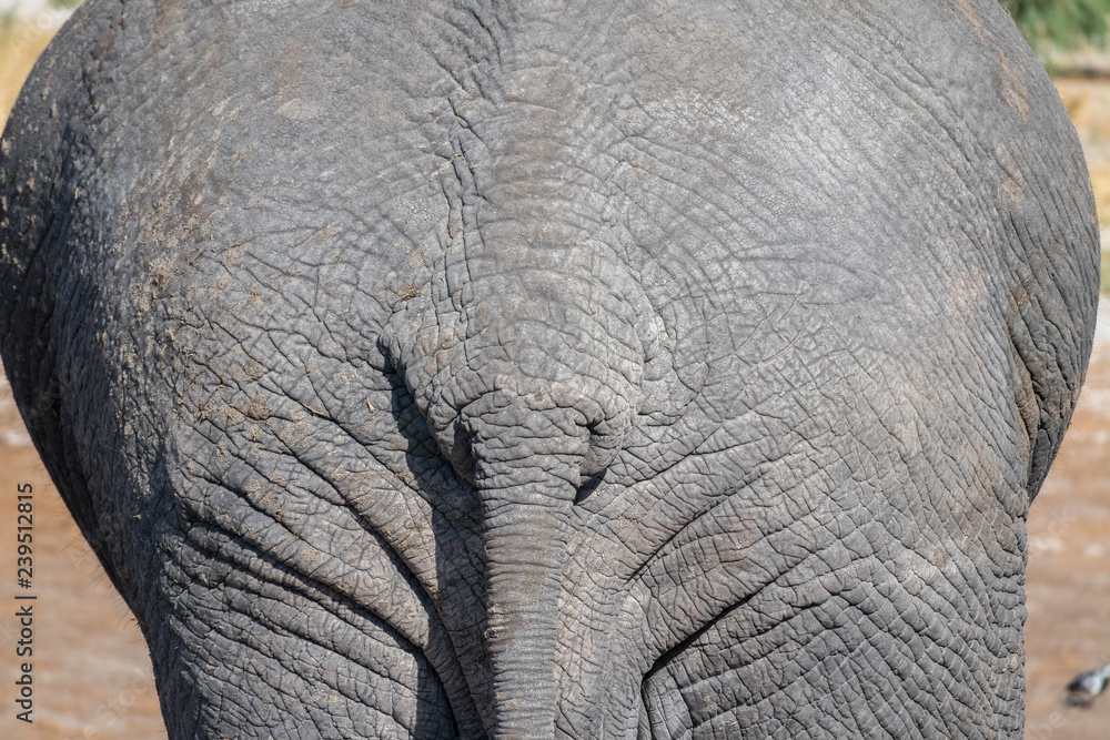Close up of an elephant butt Close up of an elephant butt