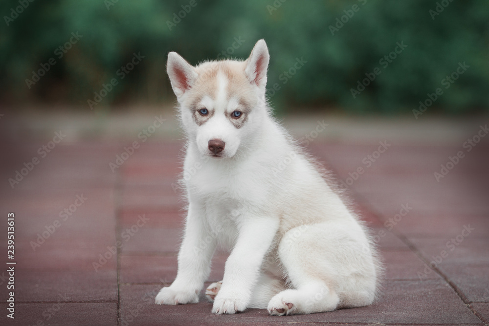 Fototapeta premium Puppy Siberian husky 