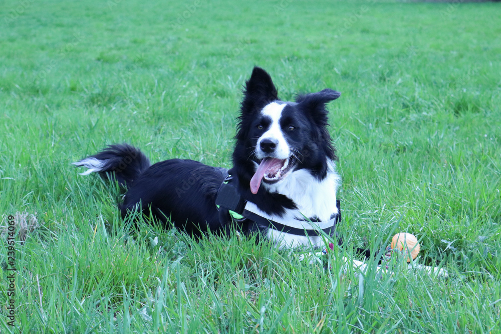 Border collie con la lingua di fuori sdraiato nel prato Border collie con la lingua di fuori sdraiato nel prato
