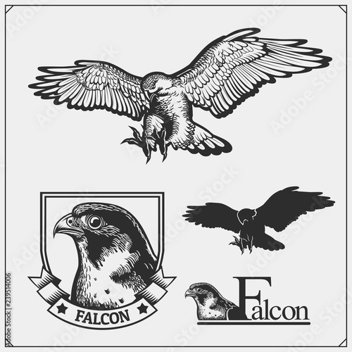 Falcon emblems and design elements for sport club. Print design for t-shirts. photo