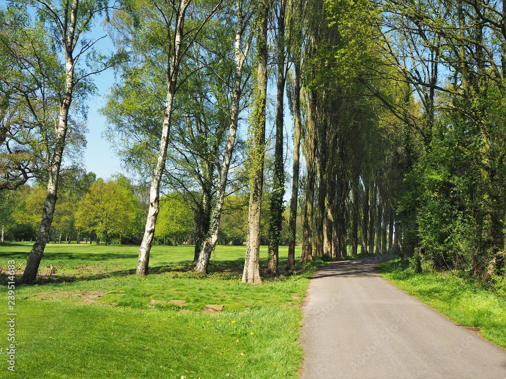 Lane through poplar trees in a green field with a blue sky near York, England Lane through poplar trees in a green field with a blue sky near York, England