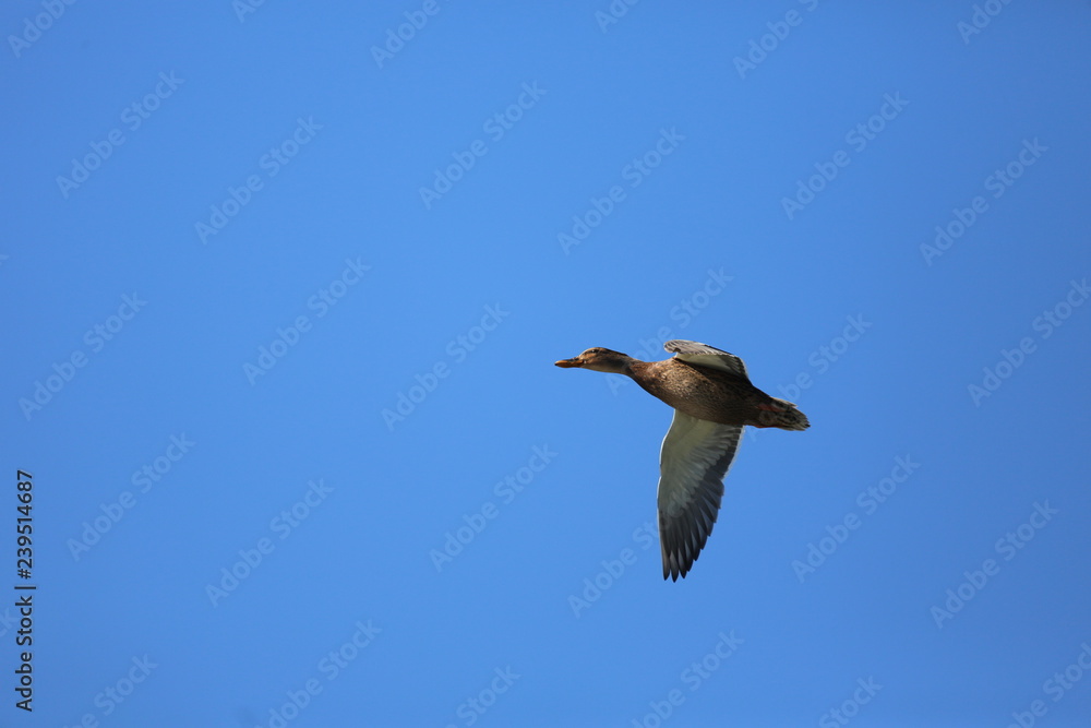 Obraz premium fotografias de aves varias naturaleza 