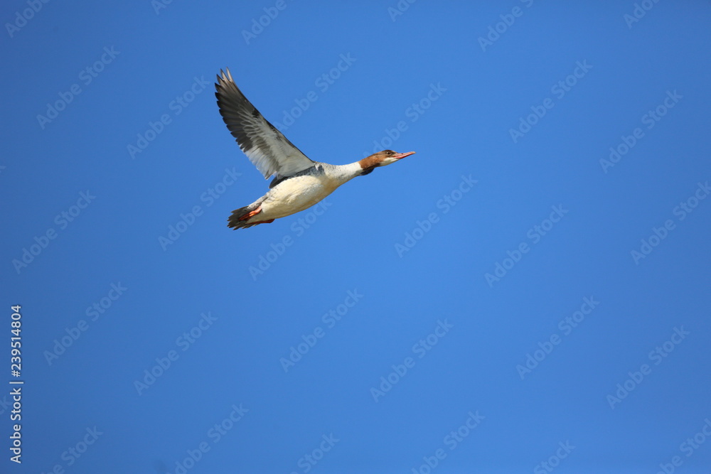 Obraz premium fotografias de aves varias naturaleza 
