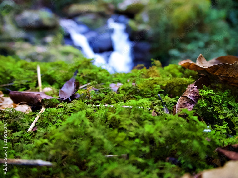 Close up shot on the green moss in the forest with sapan water fall back ground, Nan province, Thailand