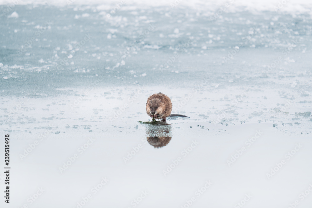 The beaver on the frozen lake feeds on algae.
