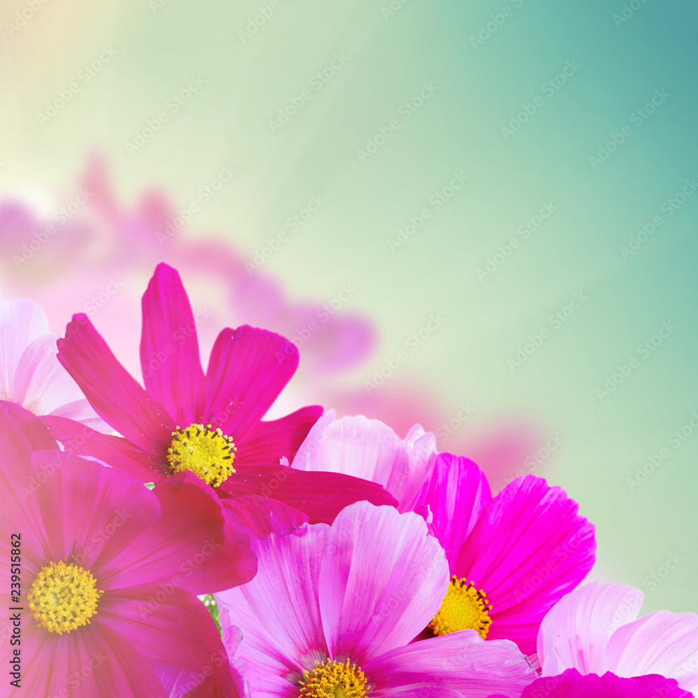Cosmos pink flowers Cosmos pink flowers