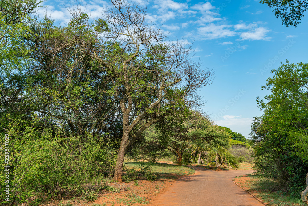 National Botanical garden in Pretoria, South Africa. Plants from all over Southern Africa can be seen in this well maintained nature spot.