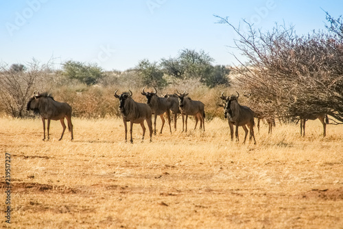 A free and wild Blue Wildebeest  Connochaetes taurinus  herd in the desert of Kalahari in Namibia  Africa