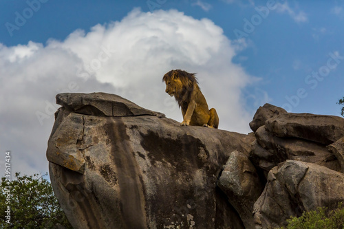 Φωτογραφία Lions of the Serengeti