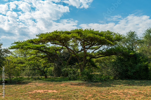 National Botanical garden in Pretoria, South Africa. Plants from all over Southern Africa can be seen in this well maintained nature spot.
