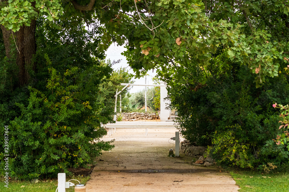 The tree lined avenue