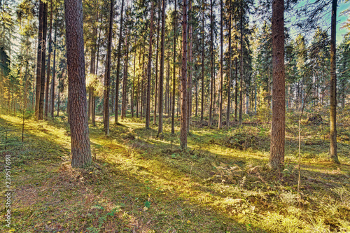 sunlight in pine autumn forest